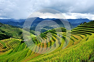 Rice terraces, the season ripe rice MuCangChai