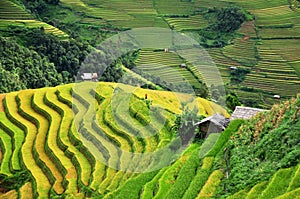 Rice terraces, the season ripe rice MuCangChai