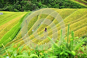 Rice terraces, the season ripe rice MuCangChai