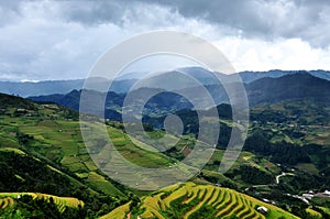 Rice terraces, the season ripe rice MuCangChai