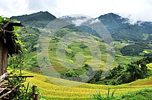 Rice terraces, the season ripe rice MuCangChai