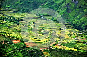 Rice terraces, the season ripe rice MuCangChai