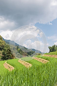 Rice Terraces and Sky