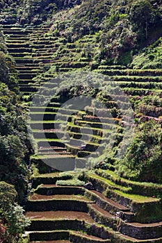 Rice terraces in South East Asia