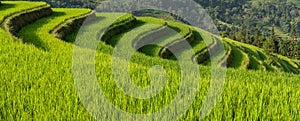 Rice Terraces - Stunningly Green in Hoang Su Phi, Vietnam