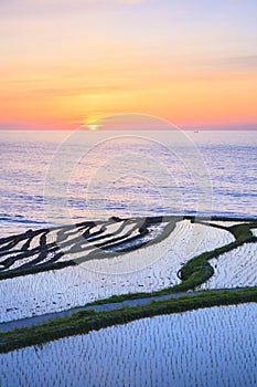 Rice terraces at sunset photo