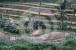 Rice terraces tegalalang. Bali. View of the cascading rice fields against the backdrop of ubude palm trees. Attractions