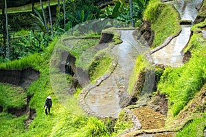 Rice terraces at Tegallalang in Bali