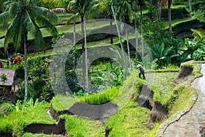 Rice terraces at Tegallalang in Bali