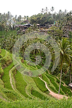 Rice terraces. Tegallalang. Gianyar regency. Bali. Indonesia