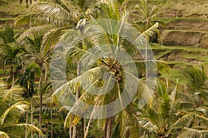 Rice terraces in Tegallalang photo