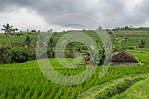 Rice terraces in Tegallalang, Ubud, Bali, Indonesia.