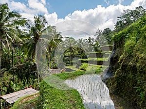 Rice terraces in Tegallalang, Ubud, Bali, Indonesia Asia