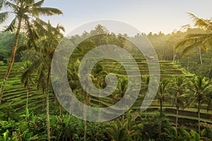 Rice terraces in Tegallalang, Ubud, Bali, Indonesia Crop, Farm,