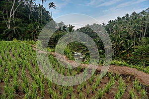 Rice terraces in Tegallalang, Ubud, Bali, Indonesia Crop, Farm,