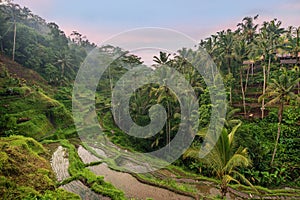 Rice terraces in Tegallalang, Ubud, Bali, Indonesia Crop, Farm,