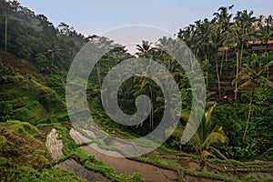 Rice terraces in Tegallalang, Ubud, Bali, Indonesia Crop, Farm,