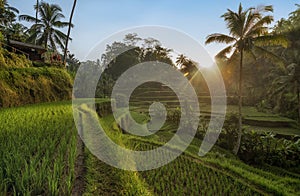 Rice terraces in Tegallalang, Ubud, Bali, Indonesia Crop, Farm,