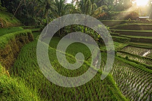 Rice terraces in Tegallalang, Ubud, Bali, Indonesia Crop, Farm,