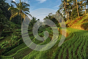 Rice terraces in Tegallalang, Ubud, Bali, Indonesia Crop, Farm,