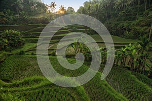 Rice terraces in Tegallalang, Ubud, Bali, Indonesia Crop, Farm,