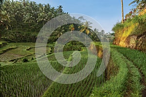 Rice terraces in Tegallalang, Ubud, Bali, Indonesia Crop, Farm,