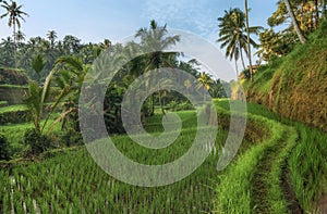 Rice terraces in Tegallalang, Ubud, Bali, Indonesia Crop, Farm,