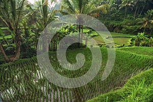 Rice terraces in Tegallalang, Ubud, Bali, Indonesia Crop, Farm,