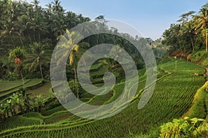 Rice terraces in Tegallalang, Ubud, Bali, Indonesia Crop, Farm, photo