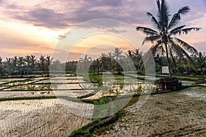 Rice terraces in Tegallalang, Ubud, Bali, Indonesia Crop, Farm, photo
