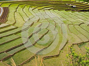 Rice terraces in Thailand