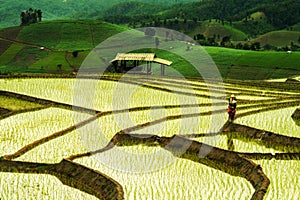 Rice terraces in Thailand