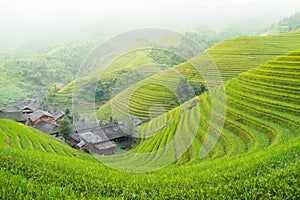 Rice terraces and traditional village