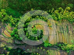 Rice terraces and tropical forest in Bali. Aerial top view of paddy rice terraces, green agricultural fields in