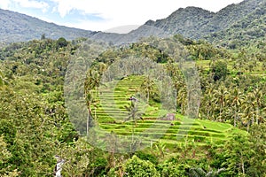 Rice terraces Tropical landscape palm trees green fileds