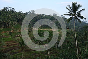 Rice terraces ubud tegalalang or tegallalang with coconut tree