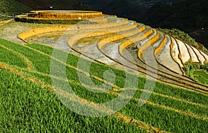 Rice terraces in Vietnam