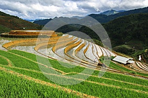 Rice terraces in Vietnam