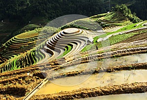 Rice terraces in Vietnam