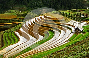 Rice terraces in Vietnam