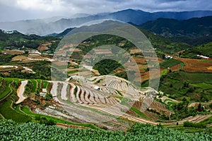 Rice terraces in Vietnam