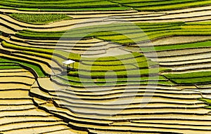 Rice Terraces in Vietnam