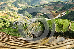 Rice Terraces in Vietnam