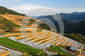 Rice Terraces in Vietnam