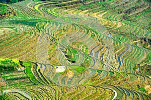 Rice terraces with worker in Longsheng, China. Aerial view of Chinese rice terraces.