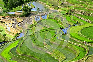 Rice Terraces at Yuan-yang
