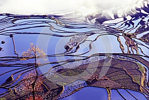 Rice terraces of yuanyang