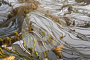 Rice Terraces of Yuanyang