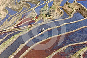 Rice terraces of yuanyang