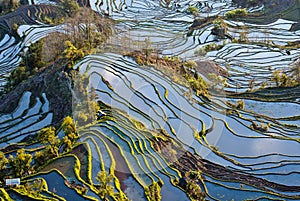 Rice terraces of yuanyang